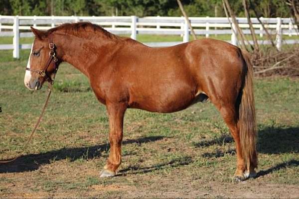 quater-ponies-for-sale-quarter-pony