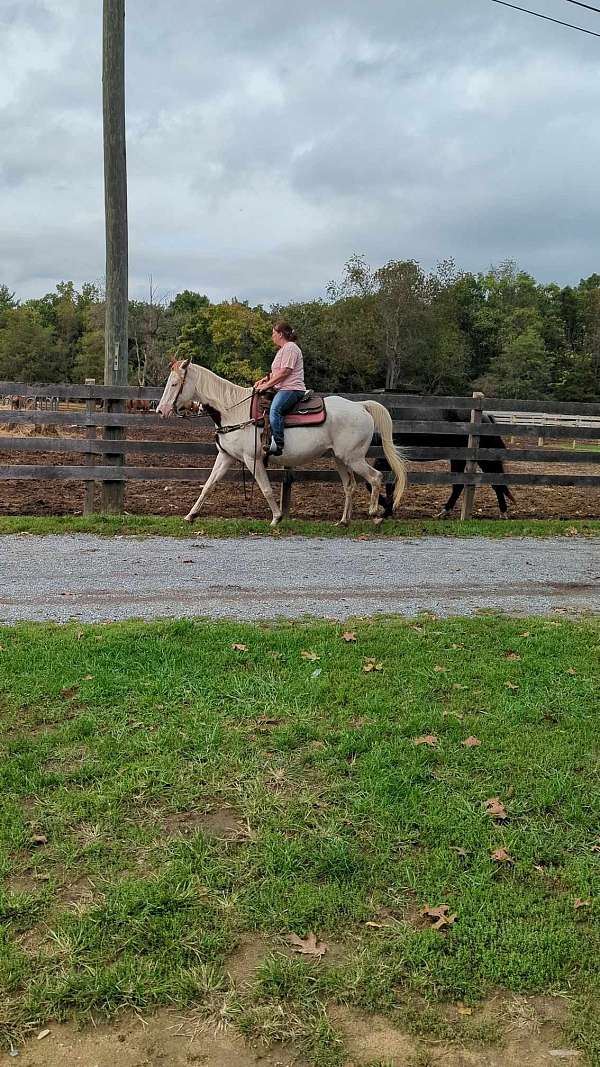 overo-ridden-western-trail-riding-horse