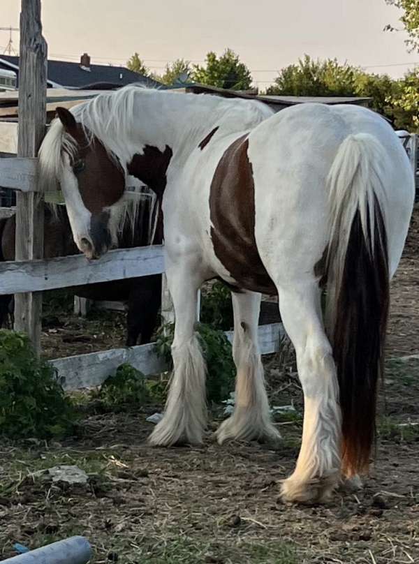 chestnut-overo-gvhs-gelding