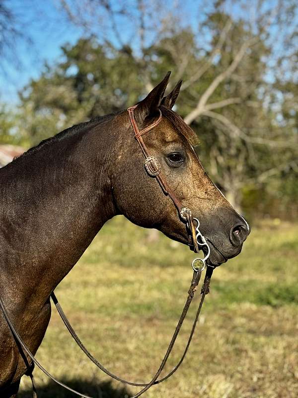 flashy-quarter-horse