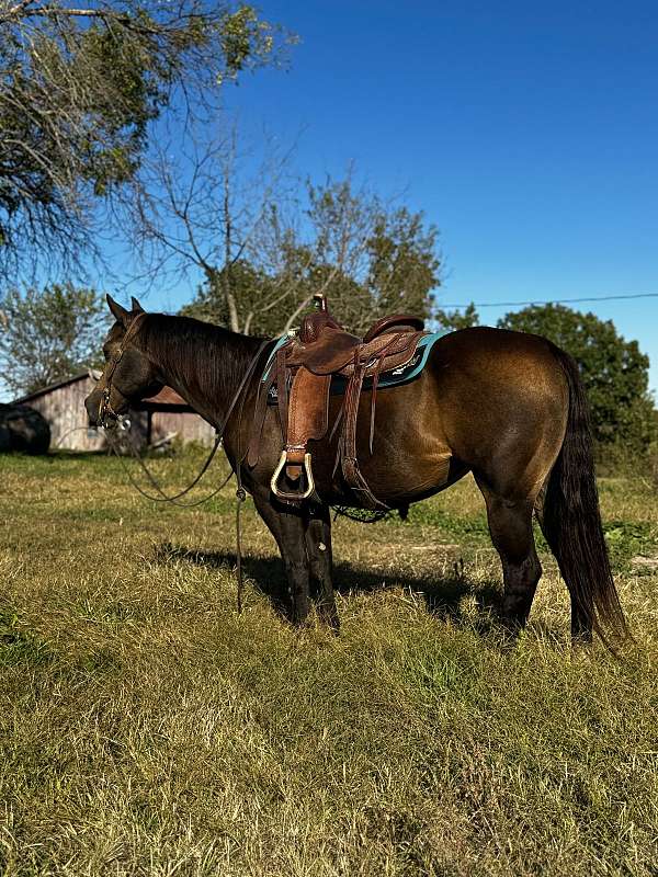 beginner-quarter-horse