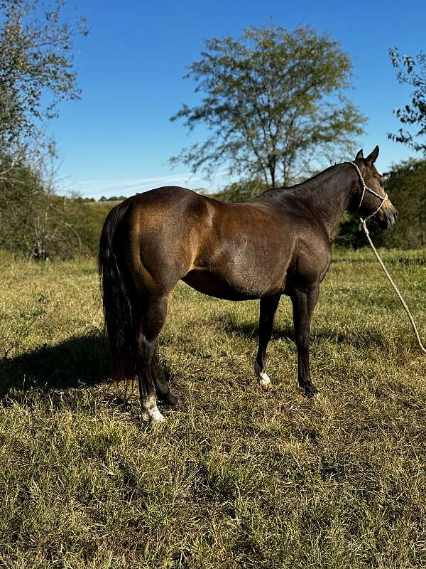 trail-riding-quarter-horse