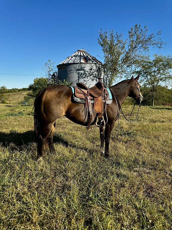 trail-quarter-horse