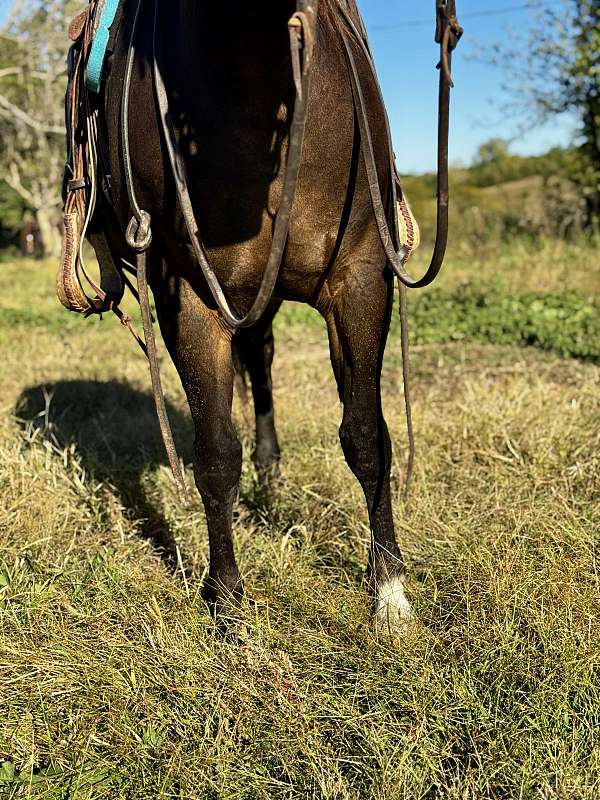 trained-quarter-horse