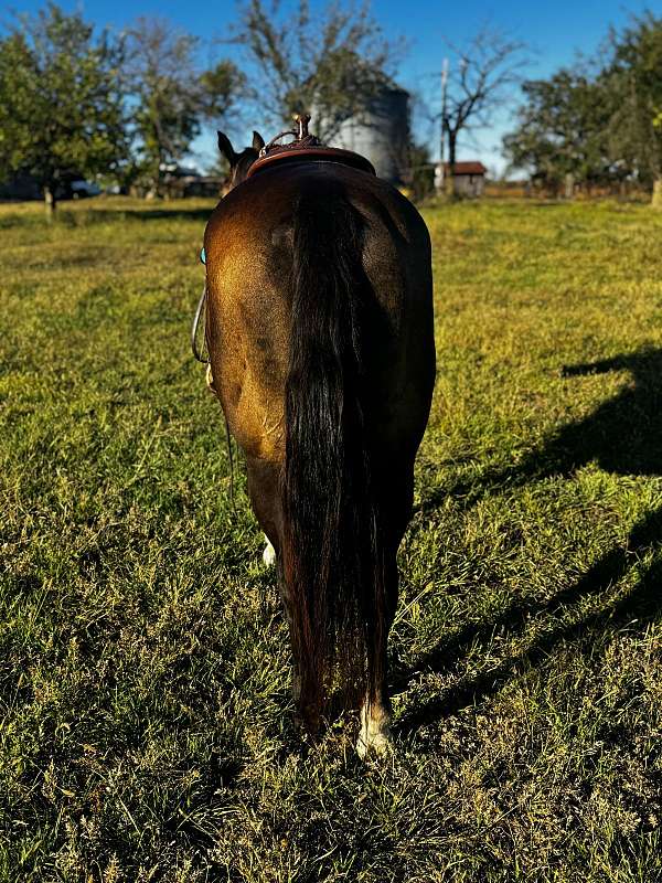 working-cattle-quarter-horse