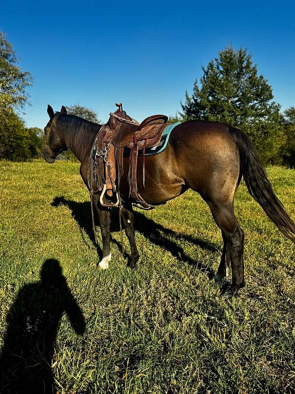 buckskin-quarter-horse-mare