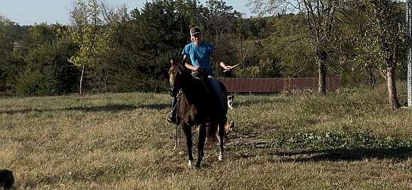 trained-quarter-horse