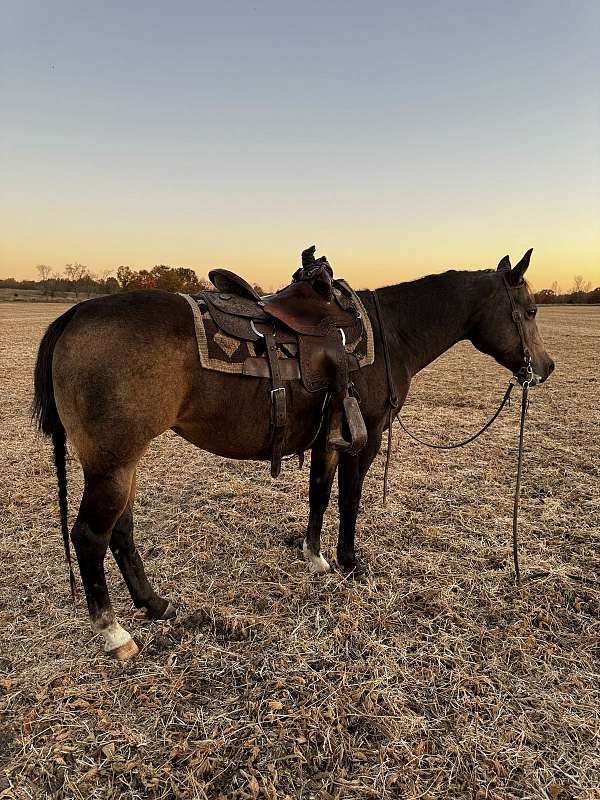 buckskin-quarter-horse-mare