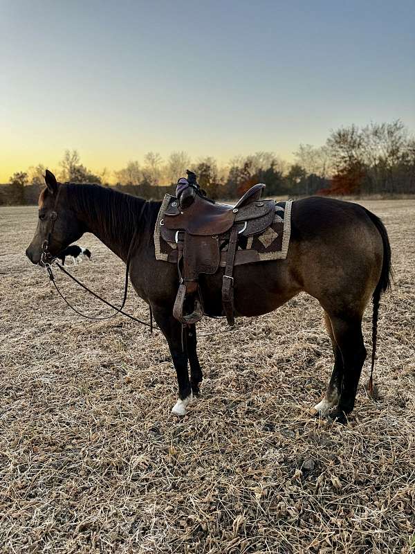 buckskin-beginner-horse