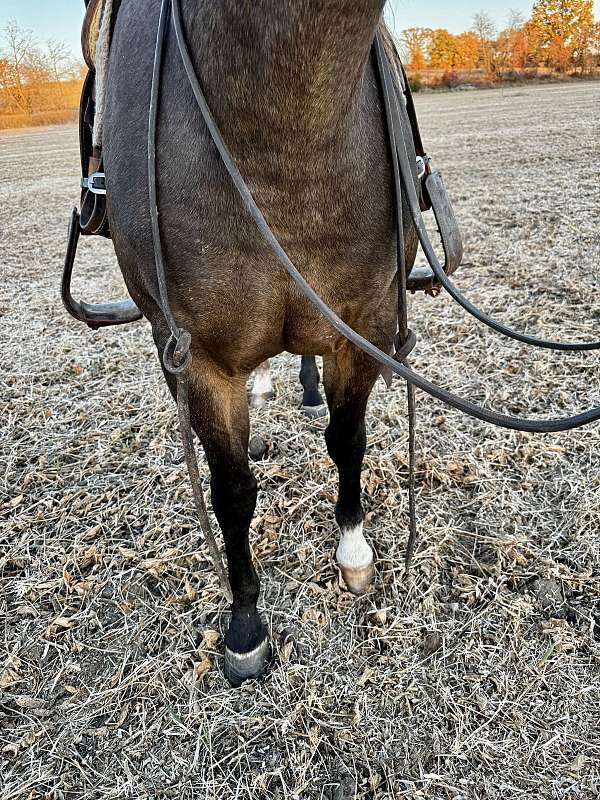 buckskin-flashy-horse