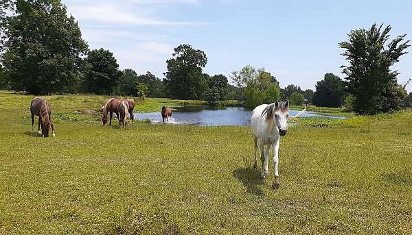 bay-chestnut-arabian-mare