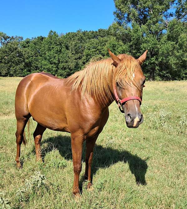 bay-chestnut-arabian-stallion