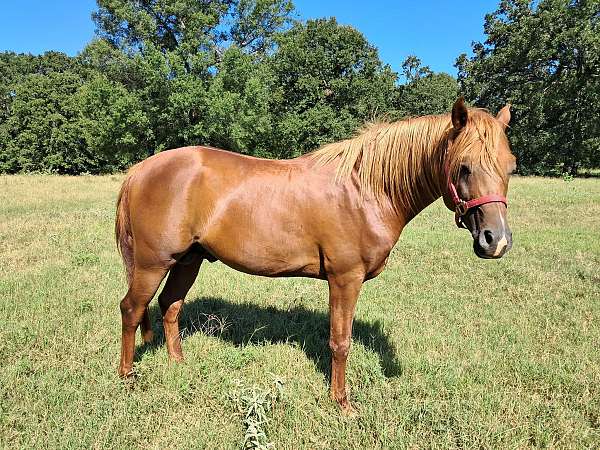 bay-chestnut-arabian-broodmare