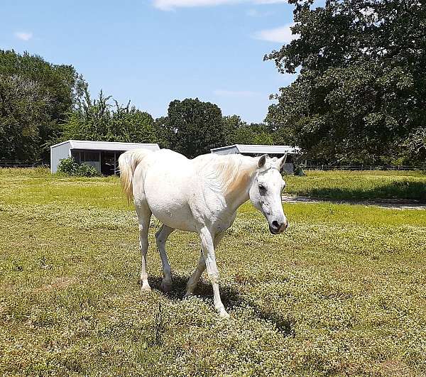 bay-chestnut-arabian-foal