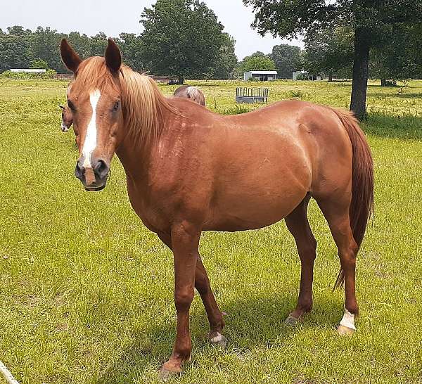 bay-chestnut-companion-horse