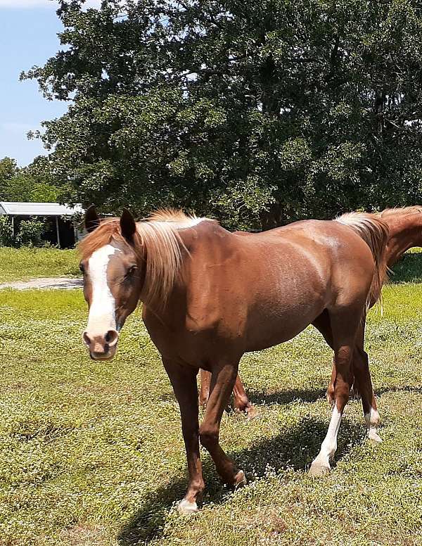 bay-chestnut-halter-horse