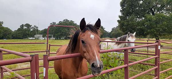 bay-chestnut-mare-for-sale