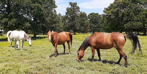 bay-chestnut-stallion-for-sale