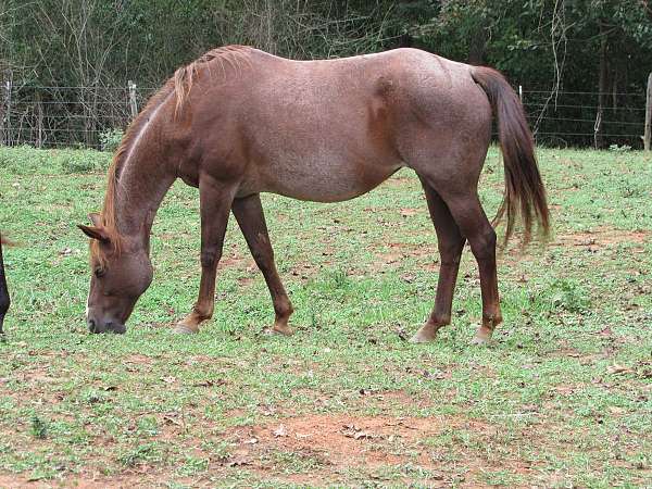 champion-homozygous-palomino-horse