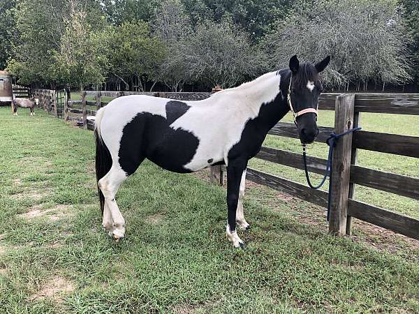 paint-horse-for-sale