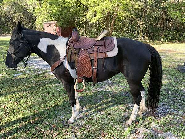 quarterhorsemare-quarter-horse