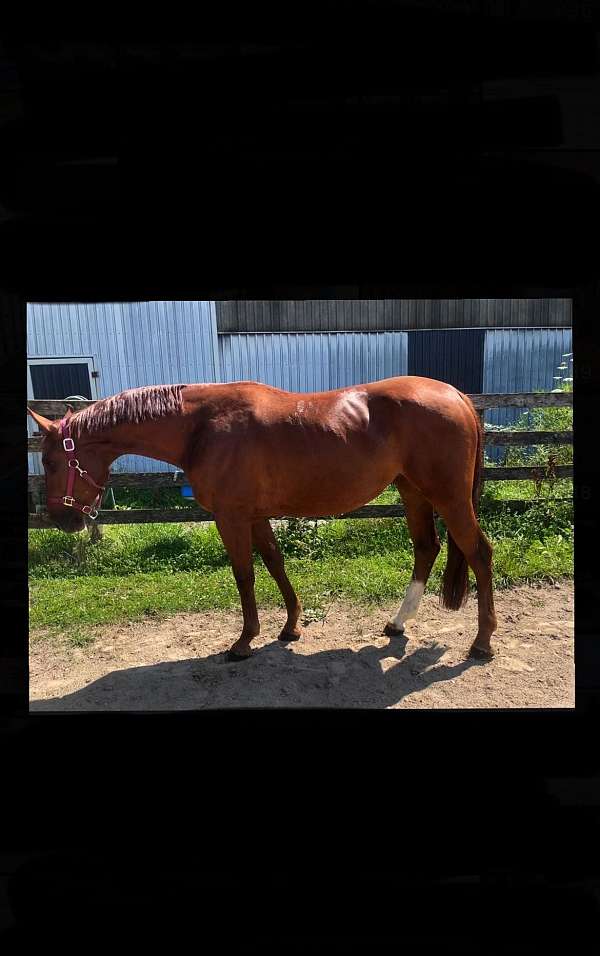 chestnut-blaze-right-hind-sock-horse