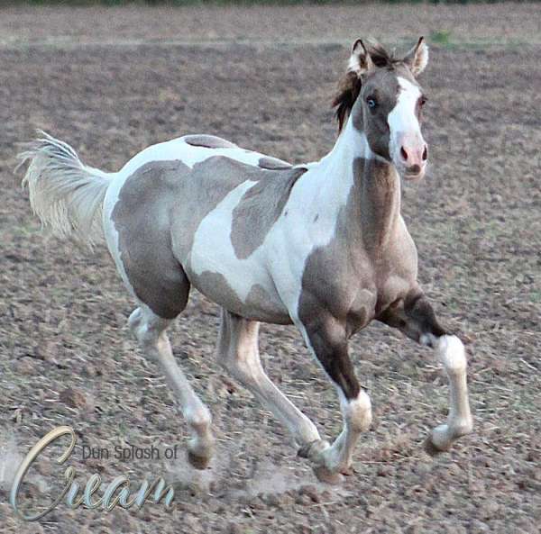 tobiano-horse