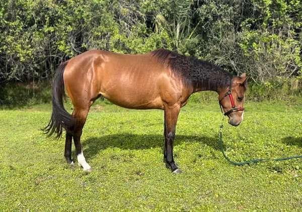 solid-bay-white-sock-horse