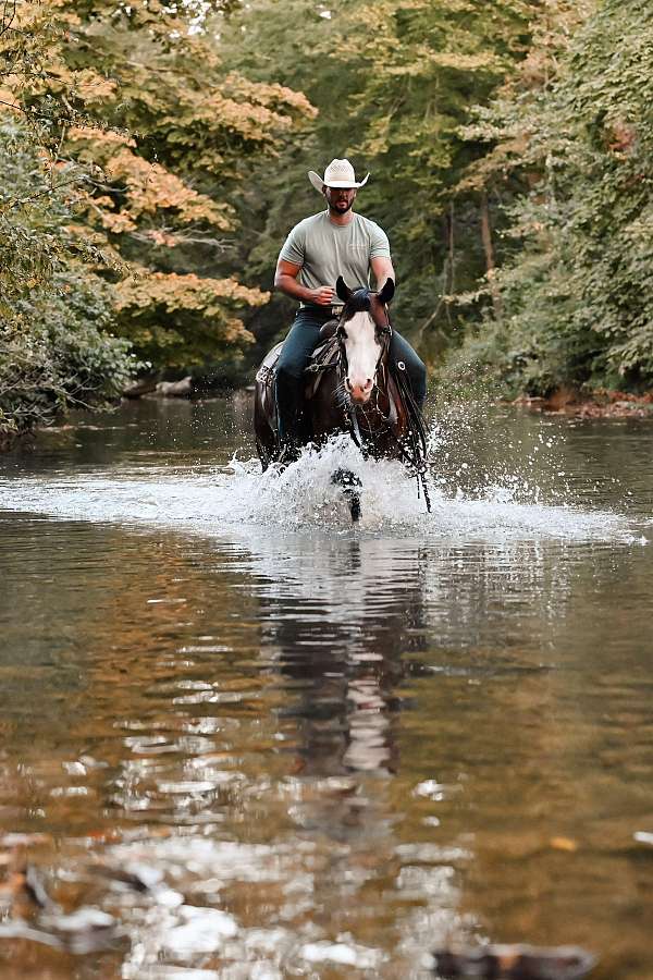 all-around-quarter-horse