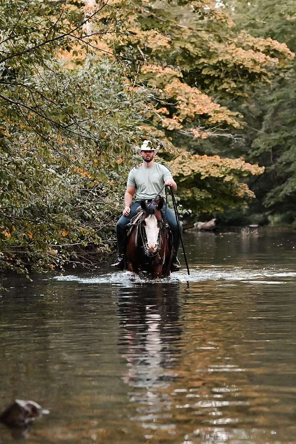 barrel-quarter-horse