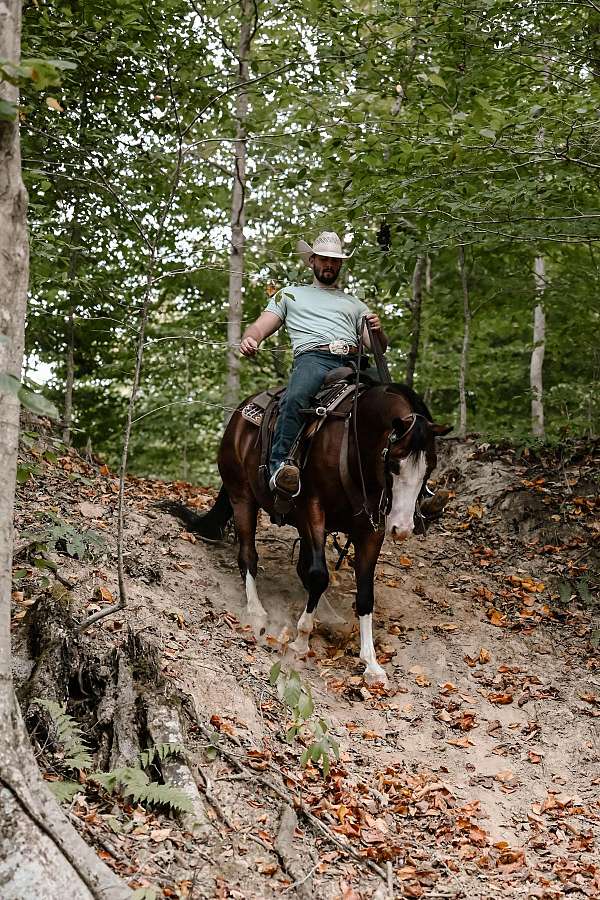 beginner-quarter-horse