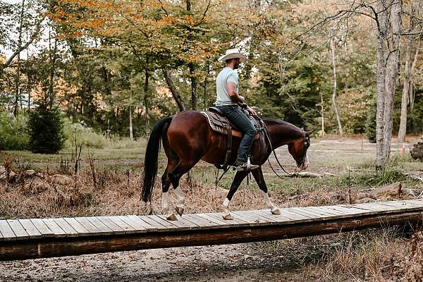 blue-eyed-quarter-horse