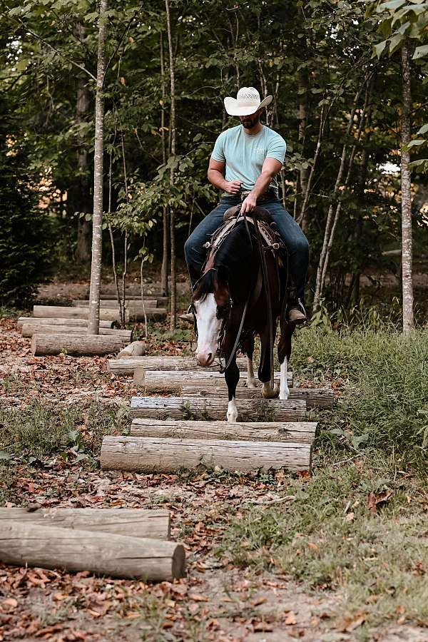 dappled-quarter-horse