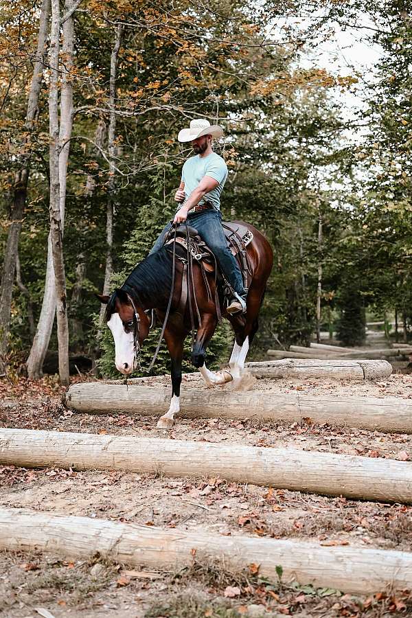 dressage-quarter-horse