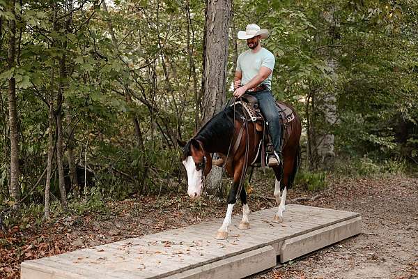 drill-team-quarter-horse