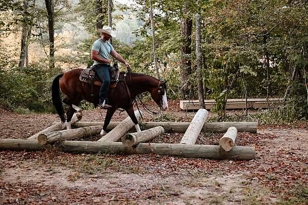 equitation-quarter-horse