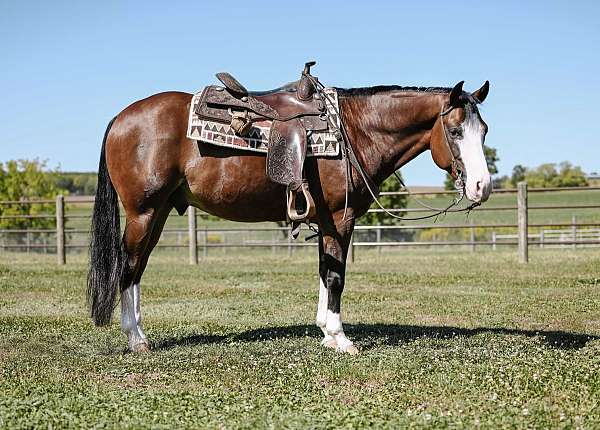 foundation-quarter-horse