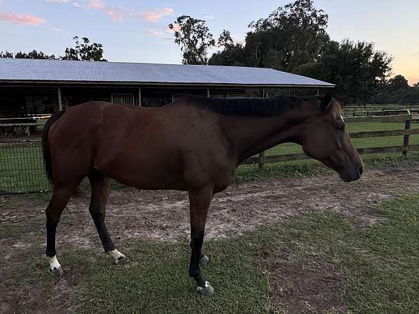 bay-star-coronet-band-horse