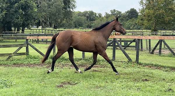 bay-star-coronet-band-horse