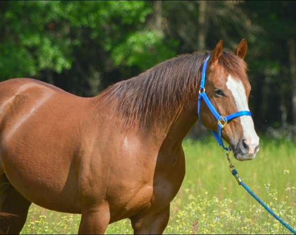 sorrel-flashy-trail-horse