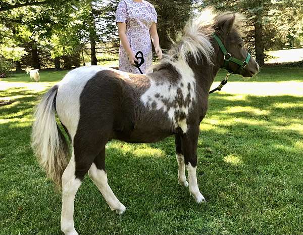 amha-amhr-miniature-pinto-stallion