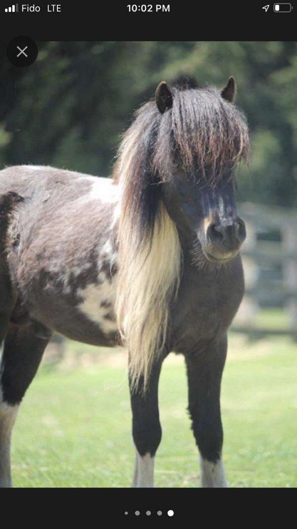 amha-amhr-miniature-pinto-horse