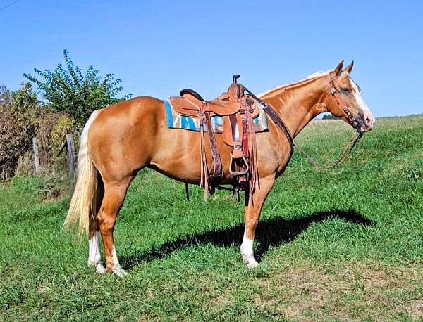 palomino-see-pics-horse