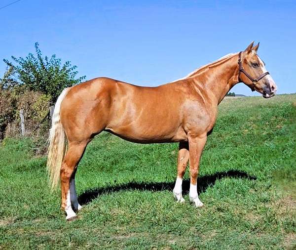 family-quarter-horse