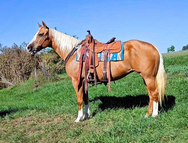 trail-quarter-horse