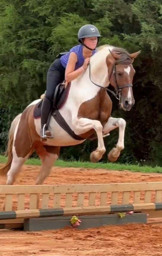 dressage-morgan-paint-horse