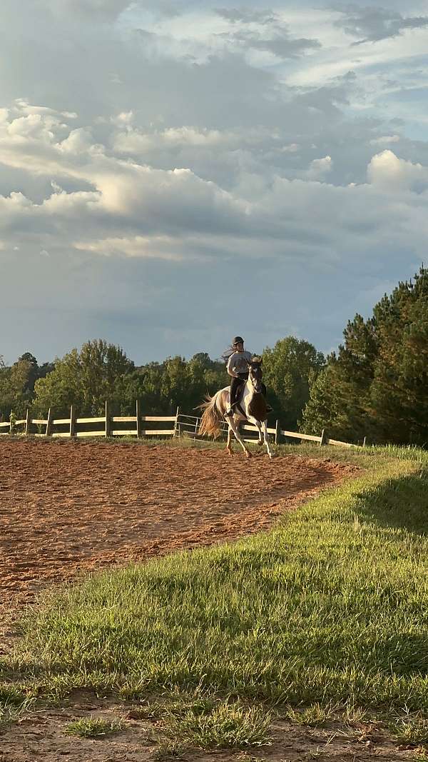 trail-riding-morgan-paint-horse