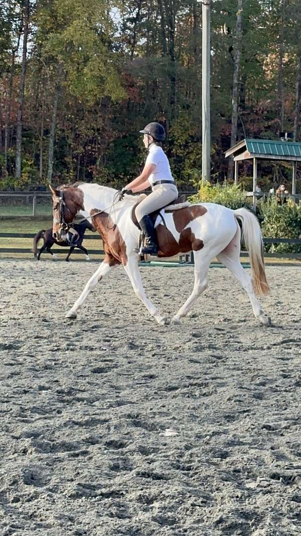 dressage-mare