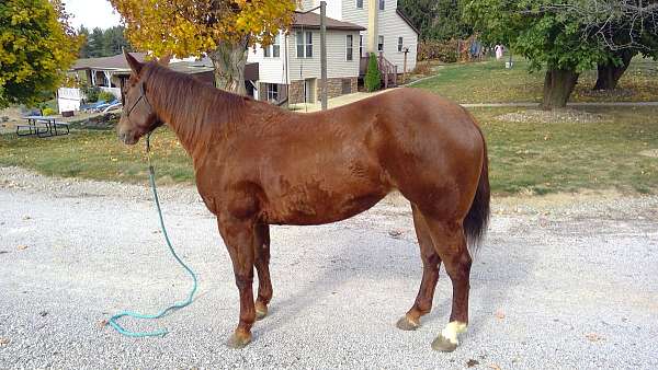 all-around-quarter-horse