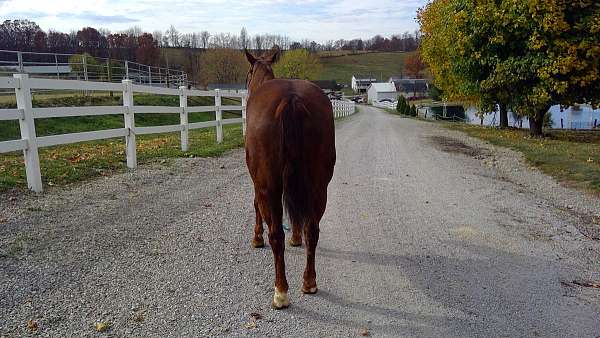 aqha-quarter-horse